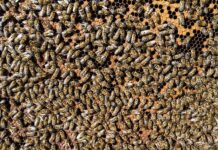 Czy Pasieka musi być ogrodzona?