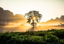 Jakie są krzewy kwitnące?