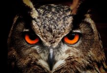 Co oznacza sowa w ogrodzie?