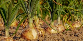 Kiedy sadzić cebulę dymkę do gruntu?