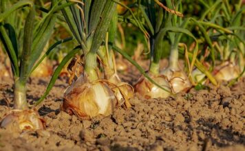 Kiedy sadzić cebulę dymkę do gruntu?
