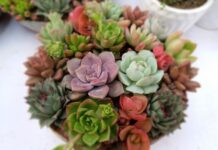 Z jakiego mięsa robi się kołduny? Z jakiego mięsa robi się kołduny?