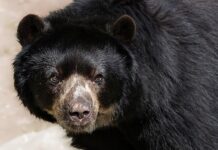 Co oznacza OS 180 w okularach?