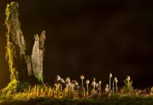 Jakie są rodzaje brzeszczotów?