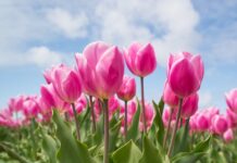 Co zrobić żeby tulipany się podniosły?