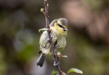 Czego nie lubią sikorki?