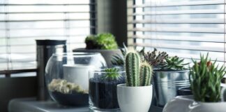 Czy Rośliny cebulowe są wieloletnie?