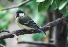 Kiedy sikorki szukają gniazda?