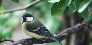 Kiedy sikorki szukają gniazda?