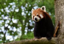 Z czego robi się czerwona cegłę?