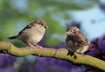 Gdzie śpią wróble?