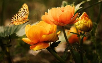 Jaki płyn do mycia podłóg?