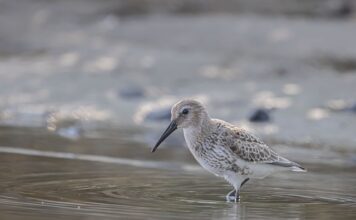 Ile kosztuje dobry brodzik?