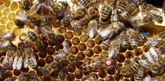 Czy matka pszczela ma żądło?