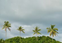 Co posadzić na bardzo wąskiej rabacie?