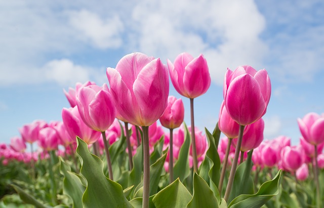 Czy tulipany same się rozmnażają?