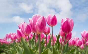 Czy tulipany mogą zimować w gruncie?