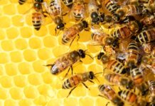 Kiedy dymić pszczoły od warrozy?