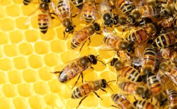 Kiedy dymić pszczoły od warrozy?
