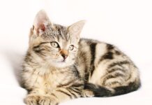 Jak długo trzymać paski z kwasem szczawiowym w ulu?