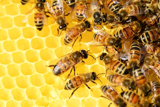 Co robią pszczoły w nocy?