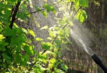 Od której godziny można robić oprysk?