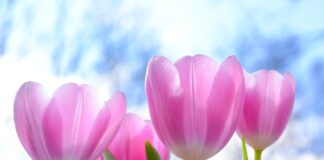 Czy Tulipan jest roślina wieloletnia?