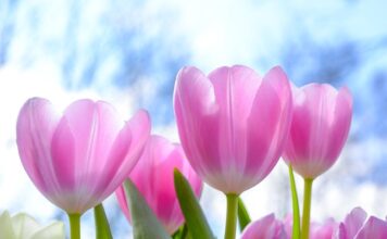 Czy Tulipan jest roślina wieloletnia?