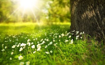 Jakie kwiaty kwitną od wiosny do jesieni?