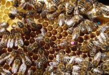 Ile cukru na 1 rodzinę Pszczela?