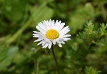 Jakie krzewy kwitną cały rok? Jakie krzewy kwitną cały rok?