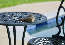 Co zrobić z miejscem po basenie? Co zrobić z miejscem po basenie?