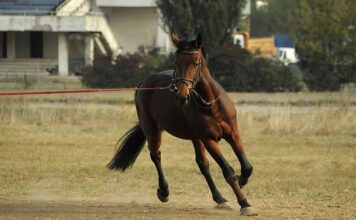 Kiedy opatentowano cięgna Bowdena?