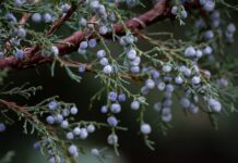 Jak inaczej jałowiec?