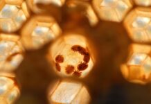 Jak długo żyje warroza?