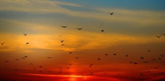 Jakie ptaki mieszkają w budce?