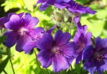 Który Bodziszek kwitnie najdłużej?