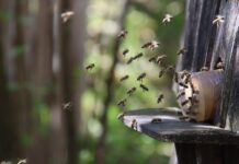 Po co cukier dla pszczół?