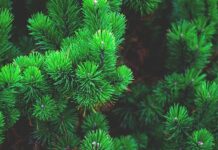 Co oznacza gwiazda na szczycie choinki?