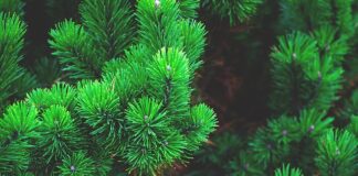 Co oznacza gwiazda na szczycie choinki?