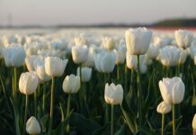 Czy tulipany można sadzić w skrzynkach?