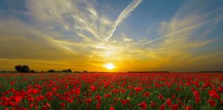 Jakie wymiary ma czerwoną cegła?