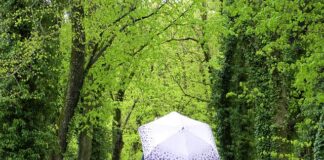 Jak znaleźć królowa w ulu?